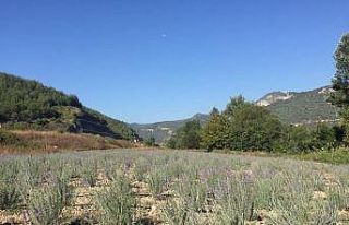 Osmaneli mor renge büründü