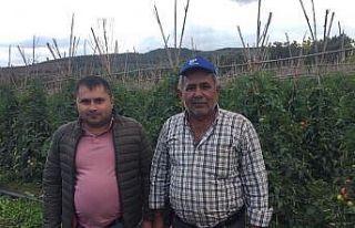 Osmaneli’nde domates üreticinin yüzünü güldürdü