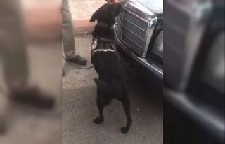 Otomobile gizlenen uyuşturucuyu narkotik köpeği...