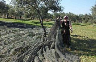 (Özel) Balıkesir’de zeytin hasadı binlerce vatandaşa...