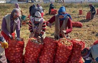(ÖZEL) Hasadı başlayan kuru soğan alım fiyatı...
