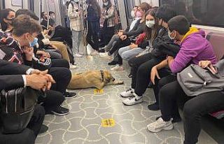 (Özel) İstanbul’un gezgin köpeği “Boji”...