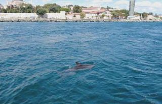 (Özel) İstanbul’un sevimli misafirleri renkli...