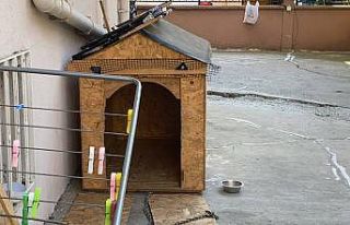 (Özel) Maltepe’de doktorun köpeğine yumruklu...