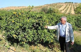 (Özel) Meşhur satsuma mandalinada ’yok yılı’