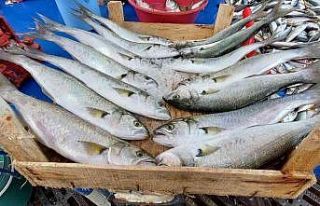 (Özel) Tekirdağ’da Lüfer 25 liraya kadar düştü