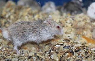 (Özel) Üniversiteliler hamster ile yalnızlıklarını...
