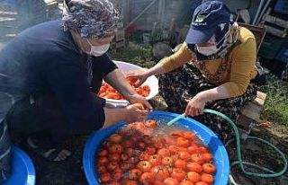 (ÖZEL)Yıllardır imece usulü ile salça yapılıyor