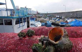 Palamut olmayınca deniz salyangozuna yöneldiler