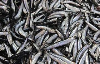 Palamut tezgahlara gelmeyince, ilgi hamsiye kaydı