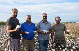 Pamuk fiyatı çiftçinin yüzünü güldürdü