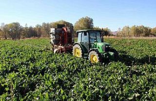 Pancarda rekolte kaybı