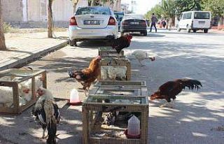 Pandemide tavuk yetiştiriciliği arttı