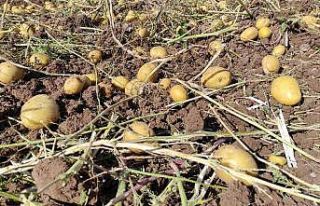 Patates rekoltesinin bu yıl 5 milyon ton olması...