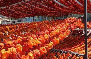 Patlıcan Vadisi ile Nazilli’nin adını 7 kıtaya...