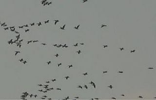 Pelikanlar ve turnaların gökyüzündeki dansı görsel...