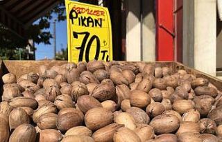 Pikan cevizine ilgi her geçen gün artıyor