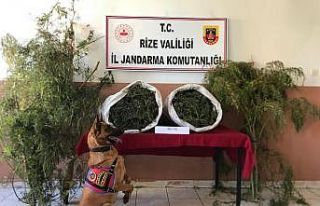 Rize’de jandarmadan uyuşturucu operasyonu