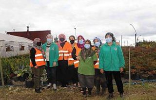 Rize’nin ata tohumları seralarda hayat buluyor