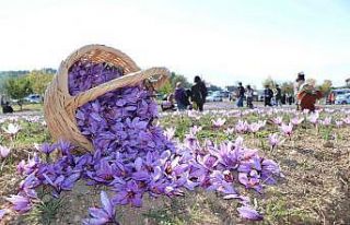 Safran hasadı için tarlalara akın edip bol bol...