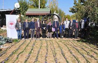 Safran üretiminde olumlu sonuç