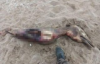 Sahilde parçalanmış ve tanınmaz halde bulunmuştu,...