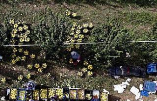 Sakarya’da yetiştiriliyor, dünyada rakibi yok