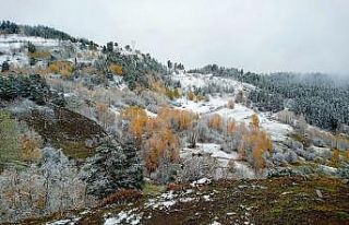 Sakin şehir Şavşat’ta sonbahar manzaraları yerini...