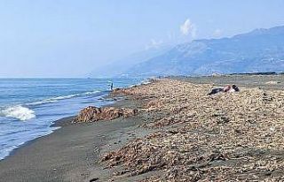 Samandağ sahilinin krizi bitmiyor