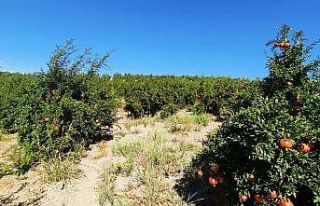 Samsat’ta nar üretimi arttı