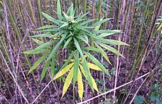 Samsun’da kenevir üretimi 250 dekara kadar düştü