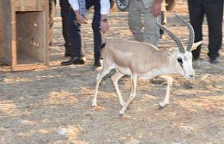 Şanlıurfa’da 30 ceylan daha doğaya salındı