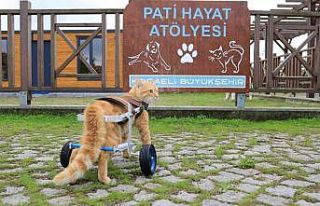 “Şanslı” ilk adımlarını atmaya başladı
