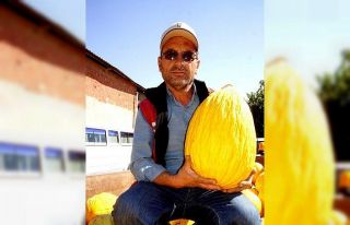 Sarıgöllü üretici 11 kilogramlık kavun yetiştirdi