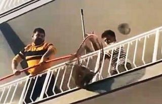 Şaşkın maymun sahibine zor anlar yaşattı