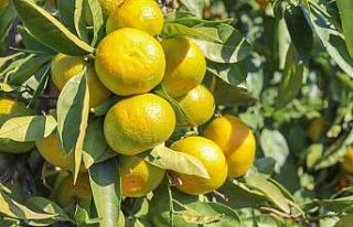 Satsuma mandalinanın ihracat yolculuğu 27 Ekim’de...