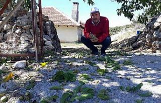 Şebin Cevizi hasadı üreticiyi üzdü, Mayıs ayında...