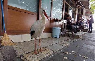 Şehir hayatına alışan leylek sürüsünü unuttu