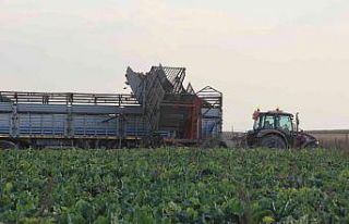 Şeker pancarının üretim üssü Konya’da hasat...