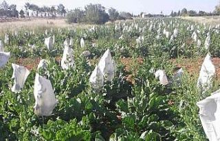 Selçuk Üniversitesi yerli hibrit tohum geliştirdi