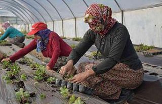 Sezonun ilk çilek fideleri toprakla buluştu