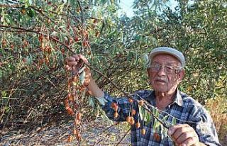 Şifa kaynağı iğde ağaçları her geçen gün...