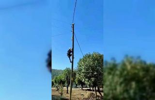 Siirt’te elektrik direğinde mahsur kalan kedi kurtarıldı