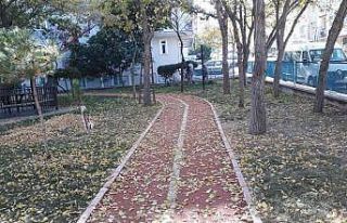 Sincan sonbaharda da ışıl ışıl