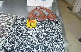 Sinop’ta 5 kiloluk kırlangıç balığı yakalandı