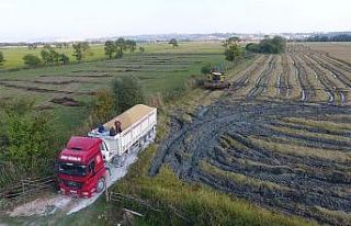 Sinop’ta çeltik hasadı