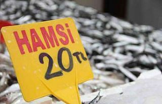 Sinop’ta hamsi bereketi: Kilosu 20 TL