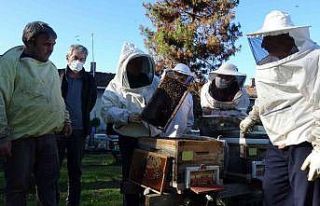 Sinop’ta hobi arıcılarına kovan başında profesyonellik...