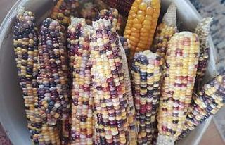 Sinop’ta renkli mısırlar ilgi görüyor