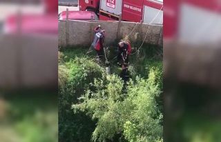 Sinop’ta su dolu inşaat çukuruna düşen köpeği...